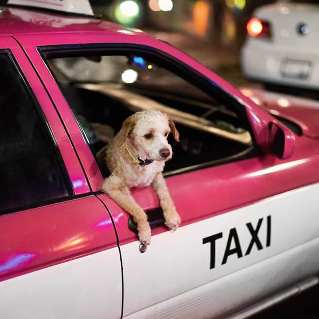 pink-taxi